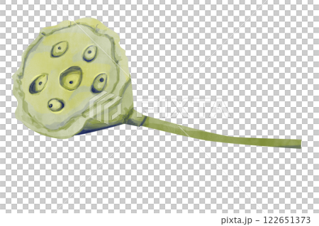 Watercolor Textured Lotus Seed Box, Vivid Textured Illustration for Print, Web and Textiles Watercolor Textured Lotus Seed Box, Vivid Textured Illustration for Print, Web and Textiles 122651373