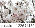 桜咲く 122651489