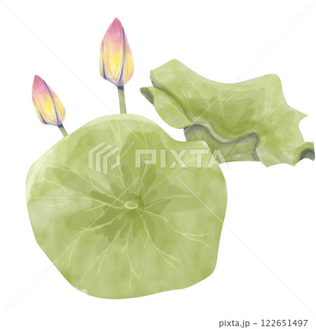 Watercolor Lotus Illustration: Leaves and Buds, Ready Template Composition for Printing, Web and Textiles 122651497
