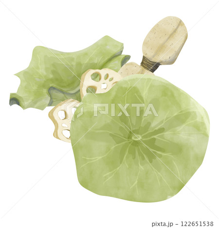 Watercolor Lotus Illustration: Big Leaves, Root, Root Slices, Ready-Made Template Composition for Printing, Web and Textiles 122651538