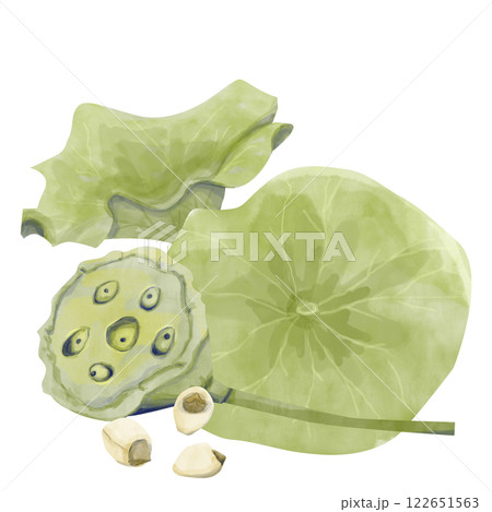 Watercolor Lotus Illustration: Leaves, Seed Box and Seeds, Ready-Made Template Composition for Printing, Web and Textiles 122651563