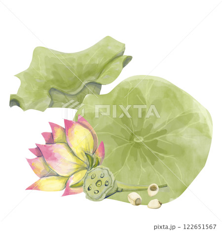Watercolor Illustration of Big Burdock Leaves, Lotus Flower, Lotus Seeds, Box with Seeds, Ready-made Template Composition for Printing, Web and Textile Watercolor Illustration of Big Burdock Leaves, Lotus Flower, Lotus Seeds, Box with Seeds, Ready-made Template Composition for Printing, Web and Textile 122651567
