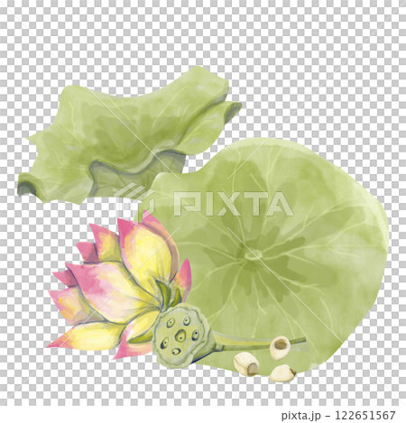 Watercolor Illustration of Big Burdock Leaves, Lotus Flower, Lotus Seeds, Box with Seeds, Ready-made Template Composition for Printing, Web and Textile 122651567