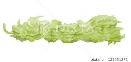 Watercolor Fresh Iceberg Lettuce Leaf One Isolated Illustration for Print and Web 122651871