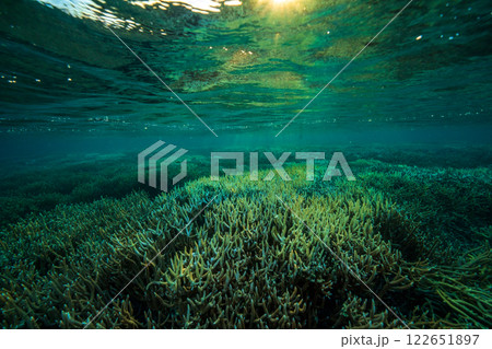 夕暮れのエダサンゴの海 半水面 小笠原 夕暮れのエダサンゴの海 半水面 小笠原 122651897