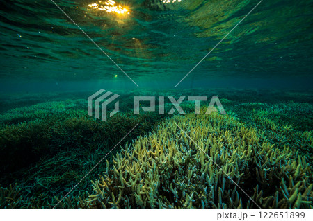 夕暮れのエダサンゴの海 半水面 小笠原 夕暮れのエダサンゴの海 半水面 小笠原 122651899
