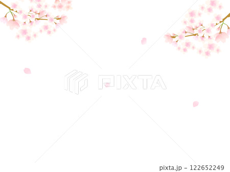 白い背景に満開に咲いた桜の花 122652249