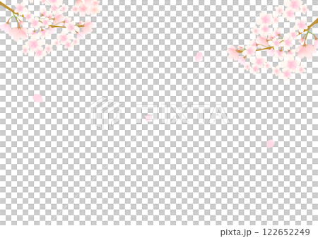 白い背景に満開に咲いた桜の花 122652249