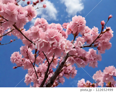 満開の桜と桜の花びらが舞い散る様子 122652499