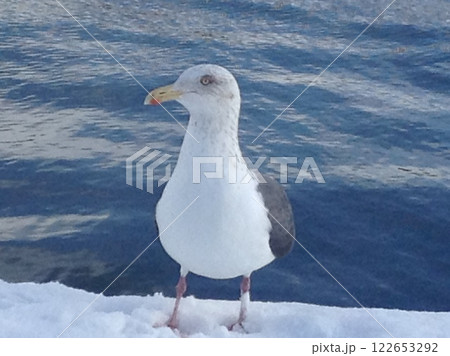 カモメはカモメ 122653292