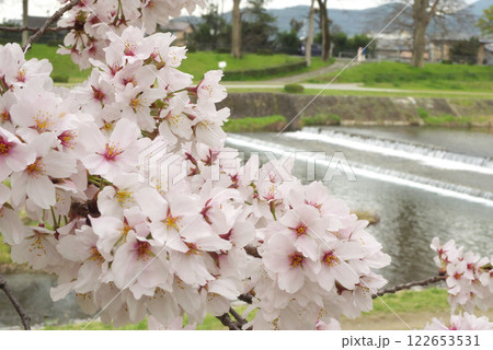 日本の春の京都賀茂川沿いの桜 122653531