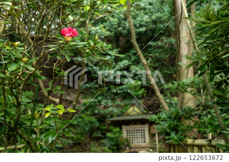 当麻寺西南院の石楠花 当麻寺西南院の石楠花 122653672