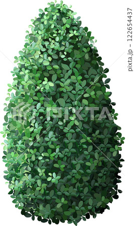 Dense, vibrant green leaves form a conical bush, showcasing natural beauty and symmetry. Ideal for garden design, landscaping, and nature themed projects 122654437