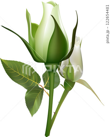 Two delicate white roses are starting to bloom, showcasing their elegance and fragility against a pure white backdrop, perfect for wedding invitations or romantic projects Two delicate white roses are starting to bloom, showcasing their elegance and fragility against a pure white backdrop, perfect for wedding invitations or romantic projects 122654481