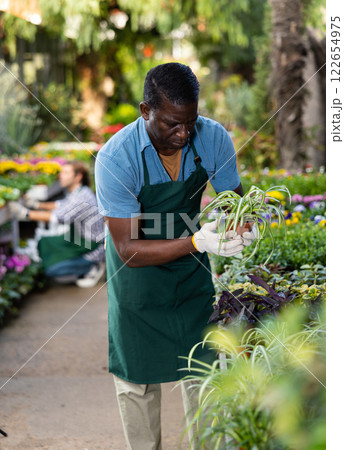 African american gardener inspects Chlorophytum in the pots African american gardener inspects Chlorophytum in the pots 122654975