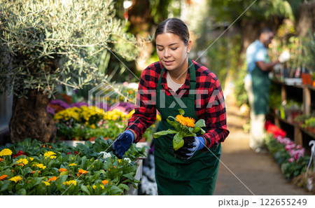 Salesgirl checking potted blooming calendula plants in gardening store Salesgirl checking potted blooming calendula plants in gardening store 122655249
