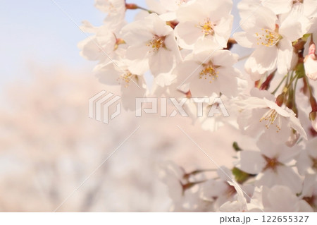 桜の花が咲いています 122655327