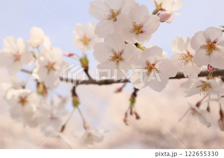 桜の花が咲いています 122655330
