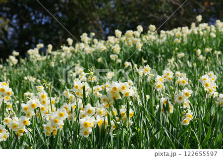 蜻蛉池公園水仙郷 蜻蛉池公園水仙郷 122655597