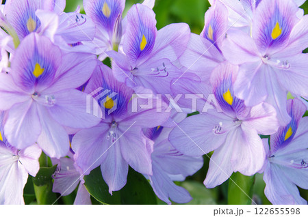 本薬師寺跡のホテイアオイ 122655598