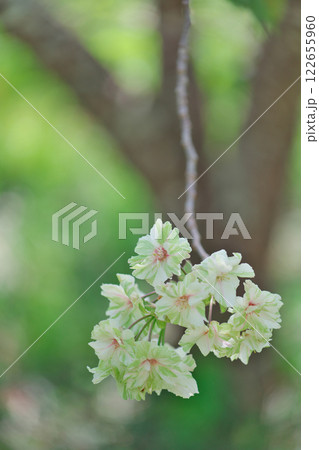 緑の桜(御衣黄:雲南市三刀屋) 緑の桜(御衣黄:雲南市三刀屋) 122655960