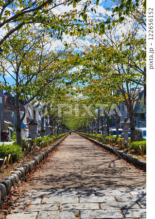 鎌倉 段葛(神奈川県鎌倉市) 鎌倉 段葛(神奈川県鎌倉市) 122656152