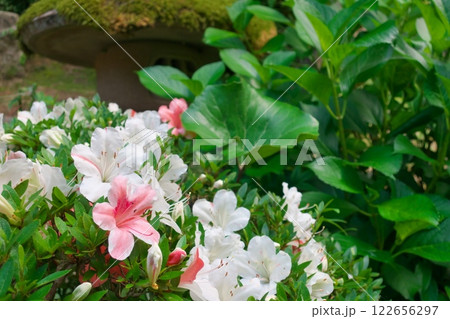 紅白のツツジ咲く庭(出雲市) 紅白のツツジ咲く庭(出雲市) 122656297