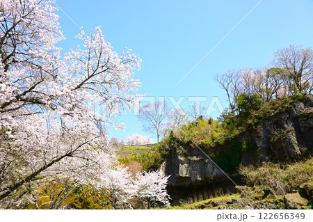 満開の桜と石垣のある風景 122656349