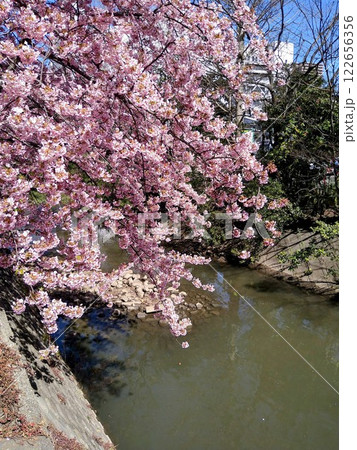 松戸宿坂川河津桜まつり 松戸宿坂川河津桜まつり 122656356
