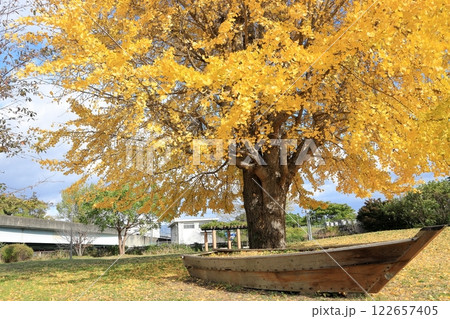 大きな銀杏の木 大きな銀杏の木 122657405