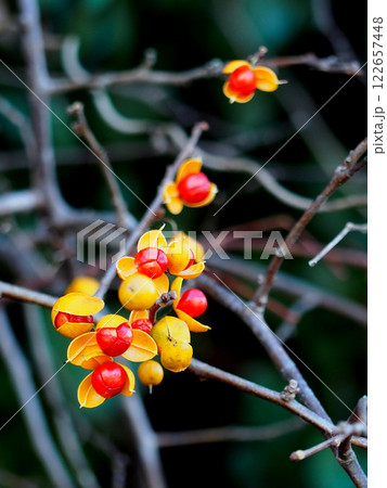 赤い実をつけたツルウメモドキ（蔓梅擬の枝） 122657448