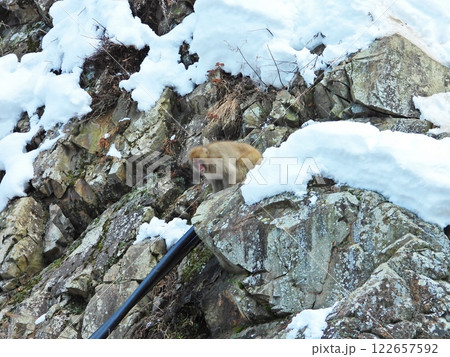 雪の積もる地獄谷野猿公苑の岩場の猿 122657592