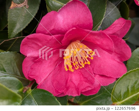 冬の庭に咲くピンク色のツバキの花 122657696