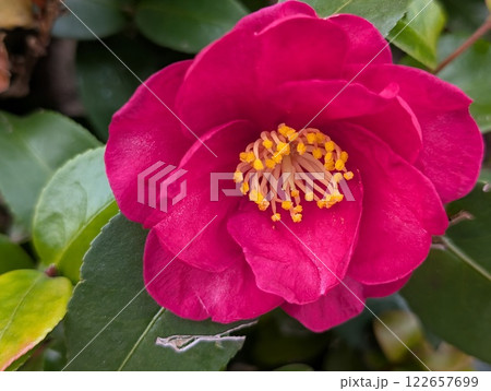 冬の庭に咲くピンク色のツバキの花 122657699