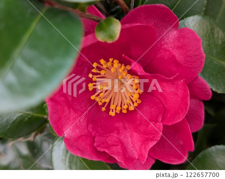 冬の庭に咲くピンク色のツバキの花 冬の庭に咲くピンク色のツバキの花 122657700