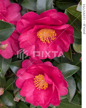 冬の庭に咲くピンク色のツバキの花 冬の庭に咲くピンク色のツバキの花 122657701