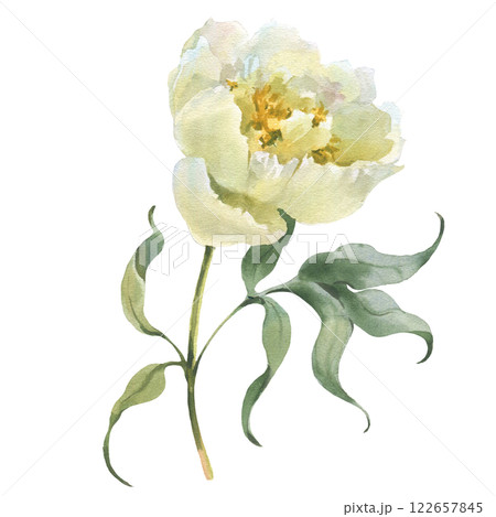Watercolor realistic illustration of a white peony flower with leaves isolated on white background. Perfect for wedding invitations, cards, fabric, design 122657845