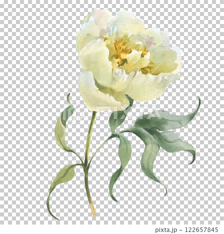 Watercolor realistic illustration of a white peony flower with leaves isolated on white background. Perfect for wedding invitations, cards, fabric, design 122657845