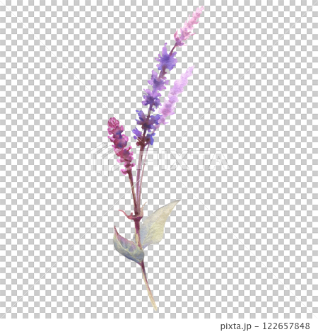 Watercolor drawing sage plant with flowers and green leaves isolated at white background, salvia officinalis, hand drawn illustration. Wild flowers, field flowers, sketch 122657848