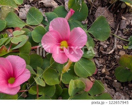 冬の庭に咲くピンク色のハナカタバミの花 122657945