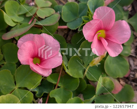 冬の庭に咲くピンク色のハナカタバミの花 冬の庭に咲くピンク色のハナカタバミの花 122657947