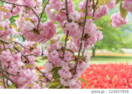 鮮やかなピンクの八重桜 鮮やかなピンクの八重桜 122657958