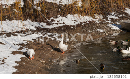 The scenic views of birds, ducks and geese at the lake. High quality photo 122658191