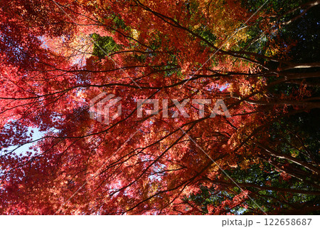 観音山梅の里 2024-12-1 #16 観音山梅の里 2024-12-1 #16 122658687