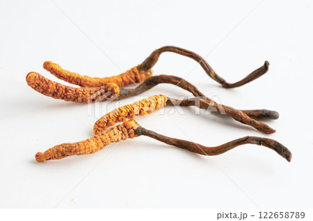 Cordyceps sinensis or Ophiocordyceps sinensis isolated on white background, mushroom herb treatment medicine. Cordyceps sinensis or Ophiocordyceps sinensis isolated on white background, mushroom herb treatment medicine. 122658789