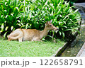 Deer in the open zoo in Thailand    122658791