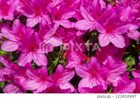 日差しが降り注ぐツツジ 122658997