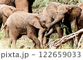 Two baby elephants are playing in Kenya, Africa. 122659033