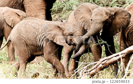 Two baby elephants are playing in Kenya, Africa. Two baby elephants are playing in Kenya, Africa. 122659033