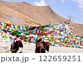 Yak in Tibet with Buddhist prayer flags background 122659251